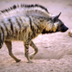 Illustration for article titled Wednesday Hyena - Hyaena hyaena Edition